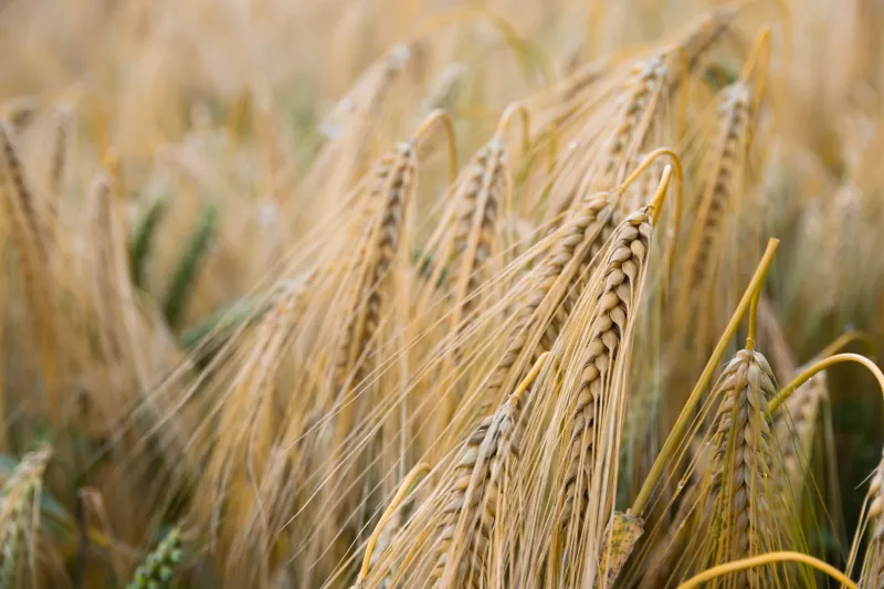 Ancient Grains, Living Seeds: The American Farmers Rescuing Forgotten Wheats and Corns for Your Kitchen